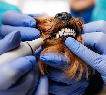 Maricopa Dog Dentist