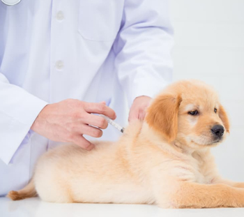 Dog Vaccinations in Walnut