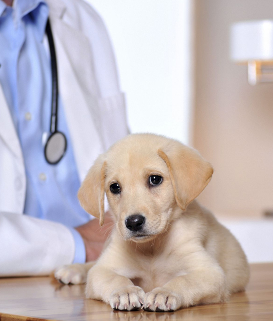best West Hollywood veterinarian clinic