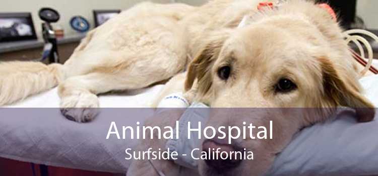 Animal Hospital Surfside - Small, Affordable, And Emergency Animal Hospital