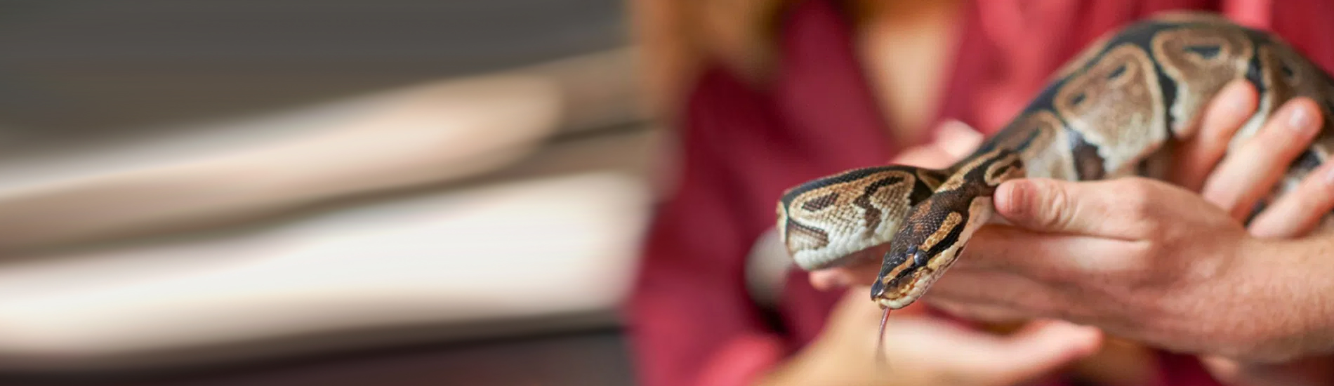 Reptile Vet San Pedro - 24 Hour Reptile Vet Near Me